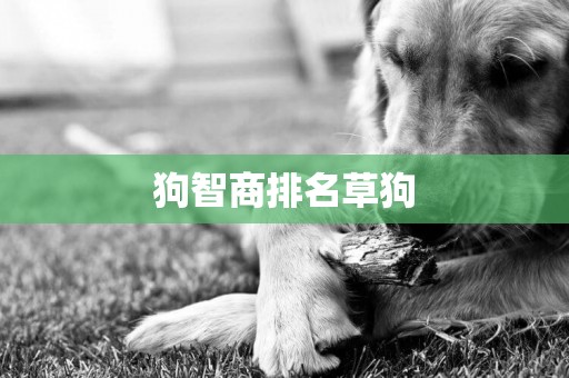 狗智商排名草狗