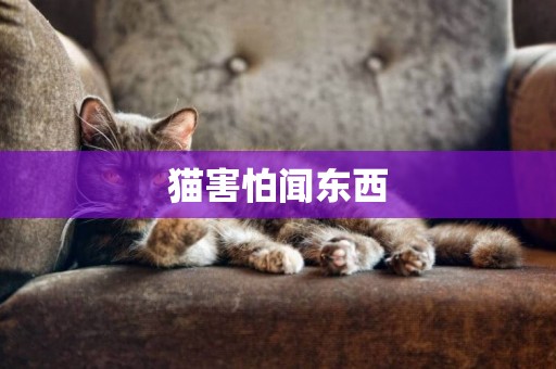 貓害怕聞東西