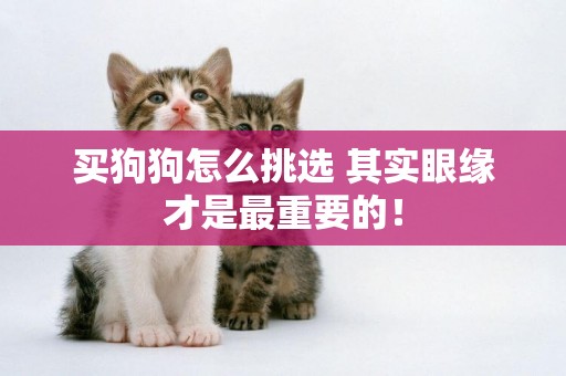 買狗狗怎么挑選 其實眼緣才是最重要的！