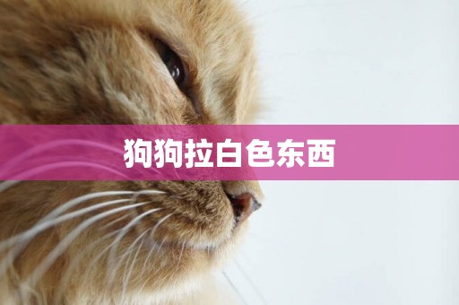 狗狗拉白色東西
