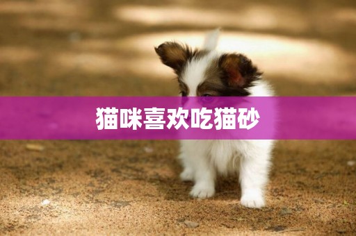 貓咪喜歡吃貓砂