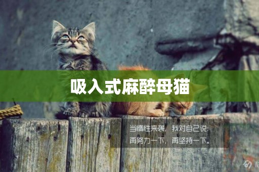 吸入式麻醉母貓