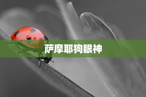 薩摩耶狗眼神