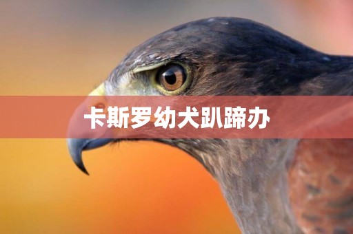 卡斯羅幼犬趴蹄辦