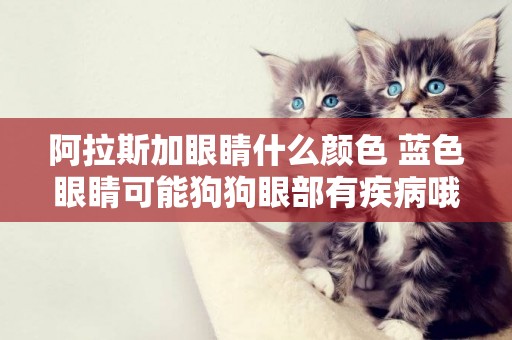 阿拉斯加眼睛什么顏色 藍色眼睛可能狗狗眼部有疾病哦 阿拉斯加眼睛什么顏色 藍色眼睛可能狗狗眼部有疾病哦