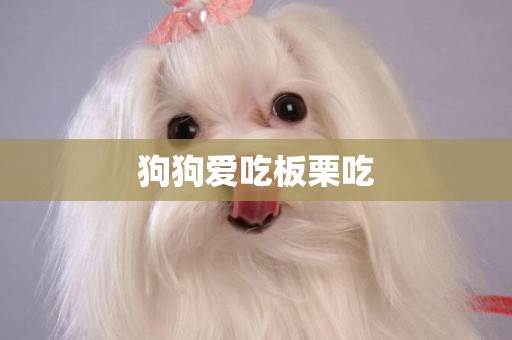 狗狗愛吃板栗吃