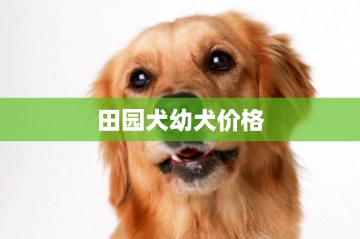 田園犬幼犬價格