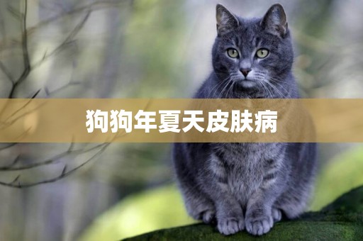 狗狗年夏天皮膚病