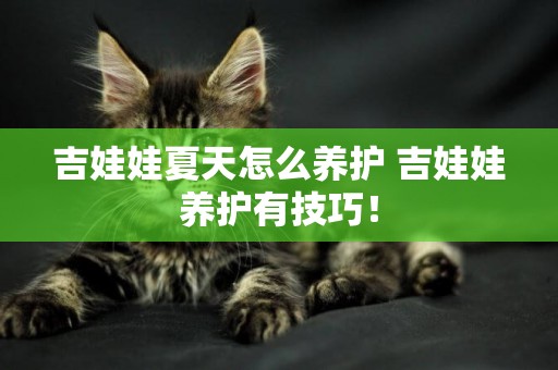 吉娃娃夏天怎么養護 吉娃娃養護有技巧！