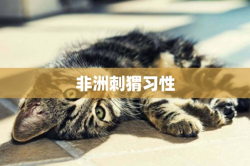 非洲刺猬習性