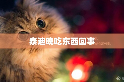 泰迪晚吃東西回事