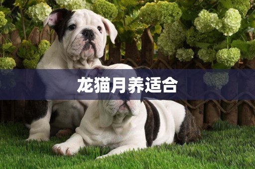 龍貓月養適合