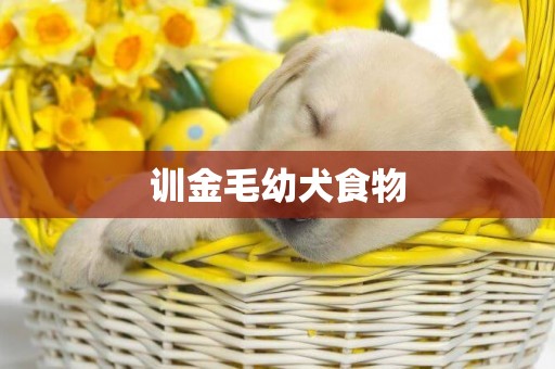 訓金毛幼犬食物