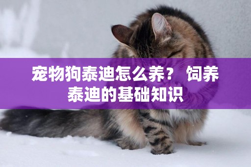 寵物狗泰迪怎么養？ 飼養泰迪的基礎知識