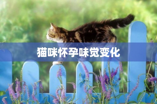 貓咪懷孕味覺變化