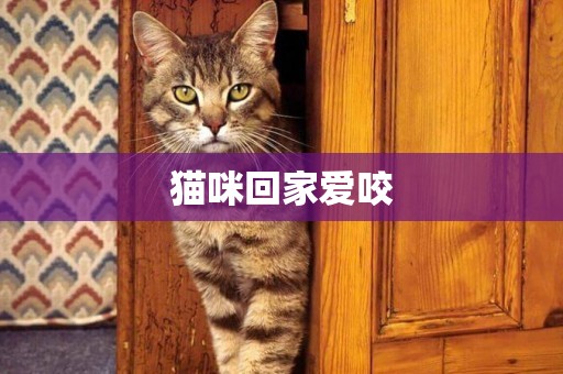 貓咪回家愛咬