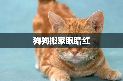 狗狗搬家眼睛紅