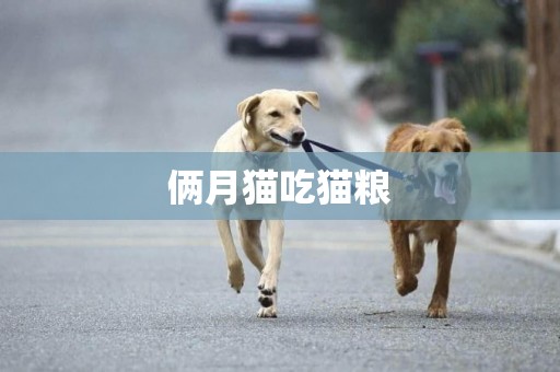 倆月貓吃貓糧