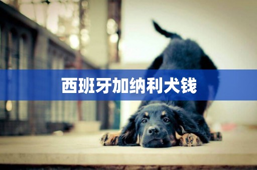 西班牙加納利犬錢