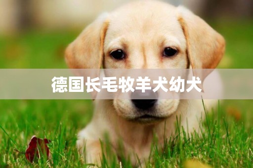 德國長毛牧羊犬幼犬