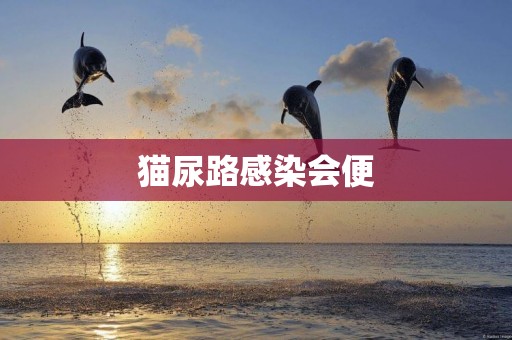 貓尿路感染會便
