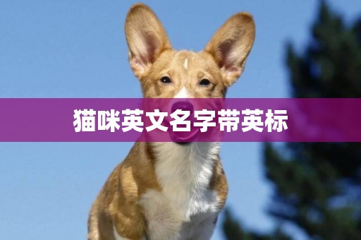 貓咪英文名字帶英標