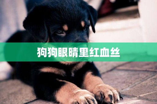狗狗眼晴里紅血絲