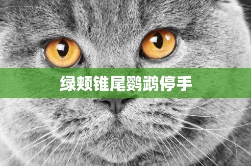綠頰錐尾鸚鵡停手