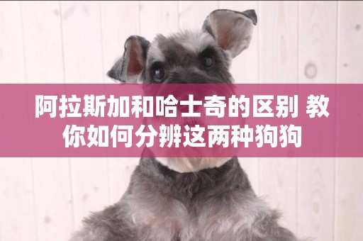 阿拉斯加和哈士奇的區別 教你如何分辨這兩種狗狗