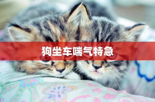 狗坐車喘氣特急