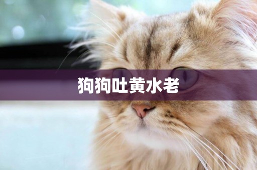 狗狗吐黃水老