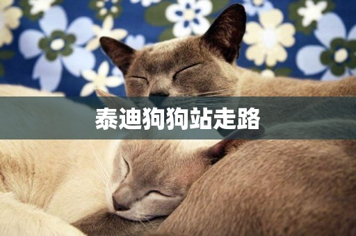 泰迪狗狗站走路