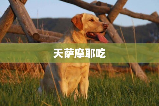 天薩摩耶吃
