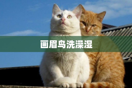 畫眉鳥洗澡濕
