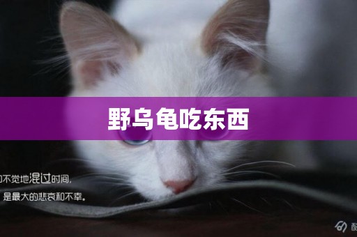 野烏龜吃東西