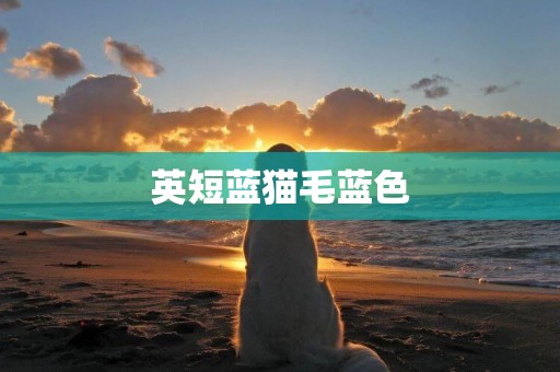 英短藍貓毛藍色