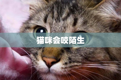 貓咪會咬陌生