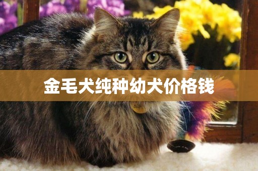 金毛犬純種幼犬價格錢