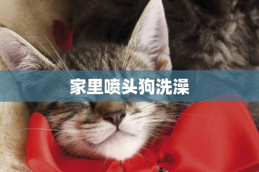 家里噴頭狗洗澡