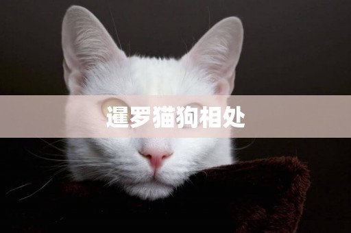 暹羅貓狗相處