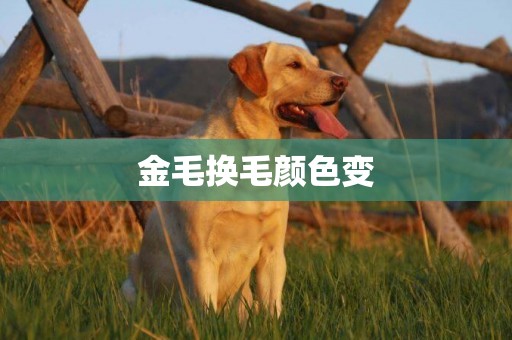金毛換毛顏色變