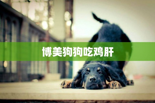 博美狗狗吃雞肝