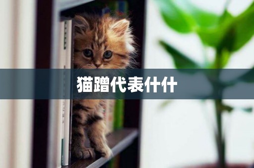 貓蹭代表什什