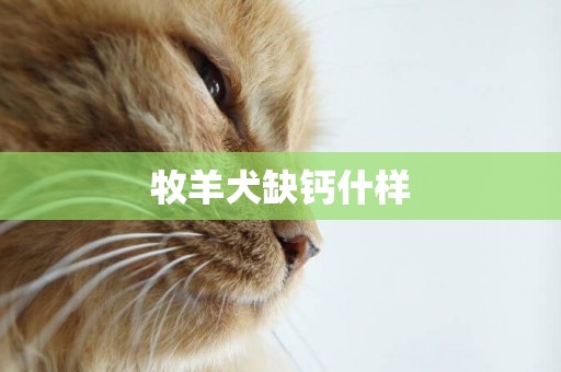 牧羊犬缺鈣什樣