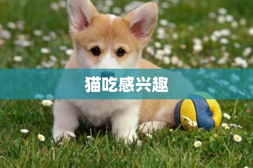 貓吃感興趣