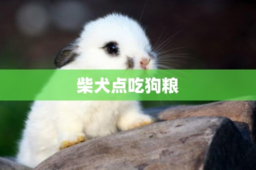 柴犬點吃狗糧
