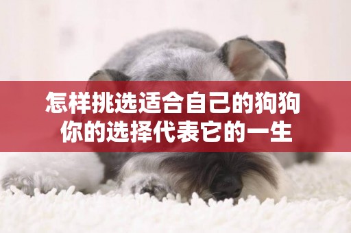 怎樣挑選適合自己的狗狗 你的選擇代表它的一生