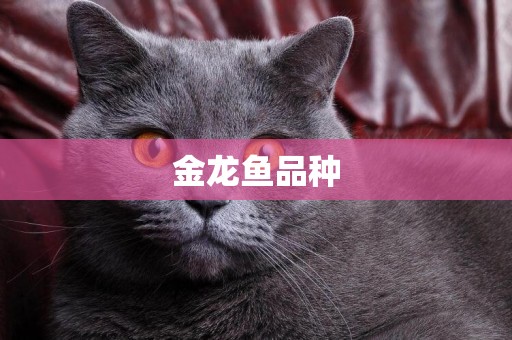 金龍魚品種
