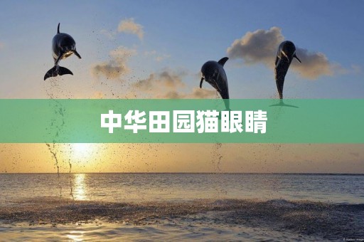 中華田園貓眼睛