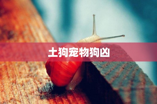 土狗寵物狗兇